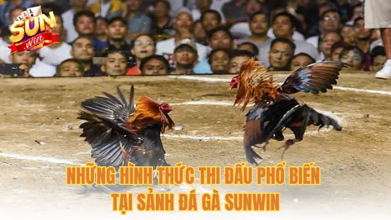 Những hình thức thi đấu phổ biến tại sảnh đá gà Sunwin