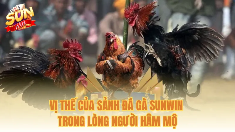 Vị thế của sảnh đá gà Sunwin trong lòng người hâm mộ